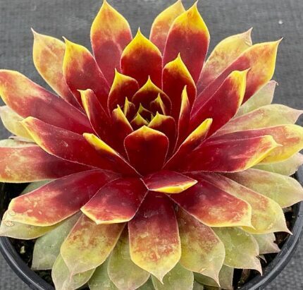 Saulrietenis 'Goldmine'